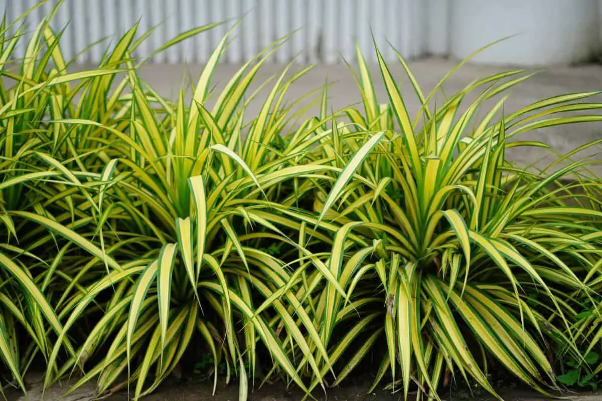 How to Keep Spider Plants Away From Rats and Mice