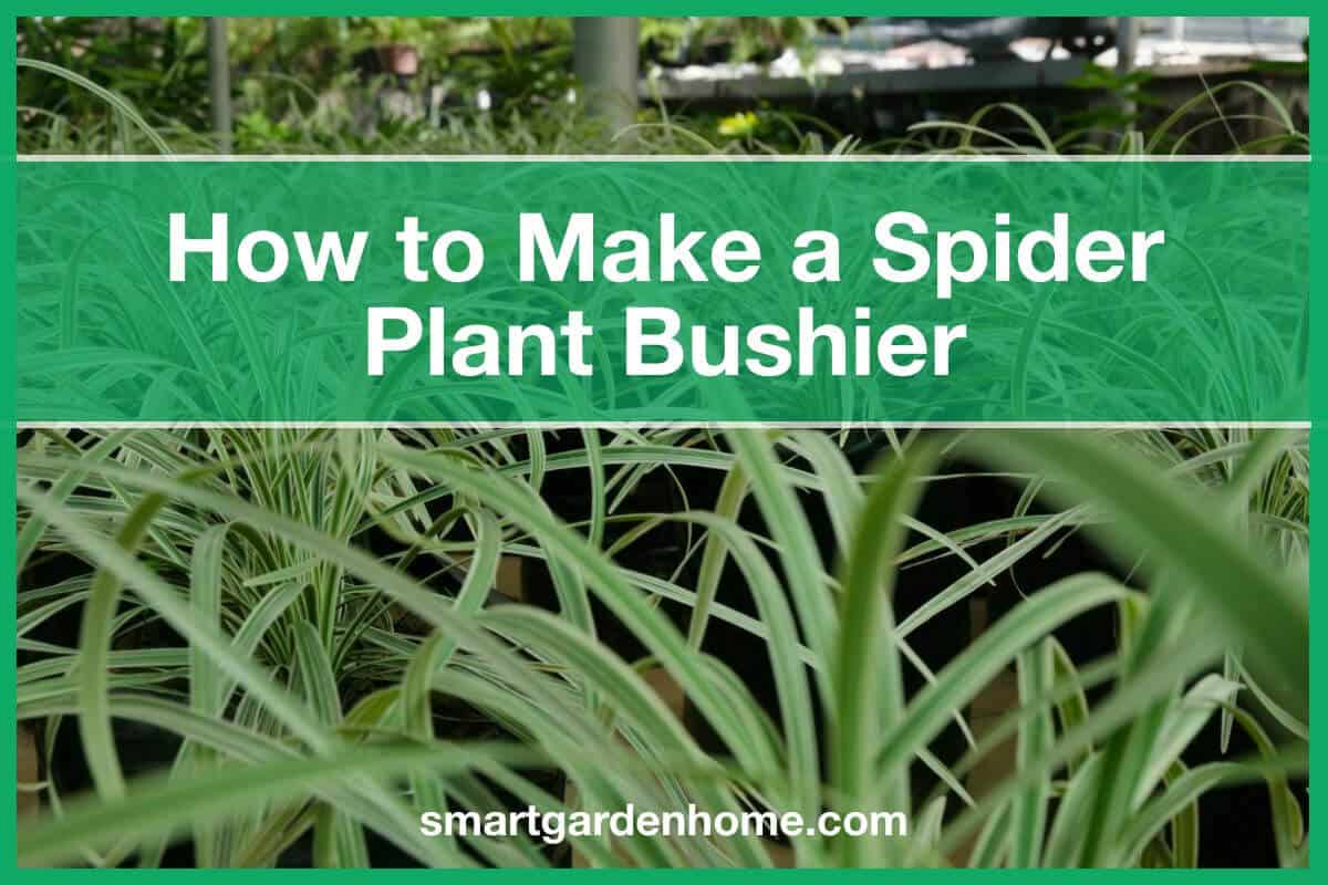 How To Make A Spider Plant Bushier (Easy Tips) - Smart Garden And Home