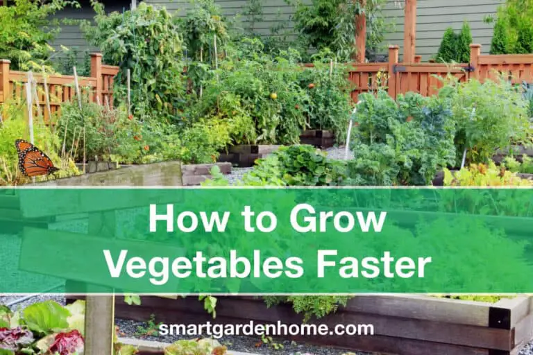 How to Grow Vegetables Faster