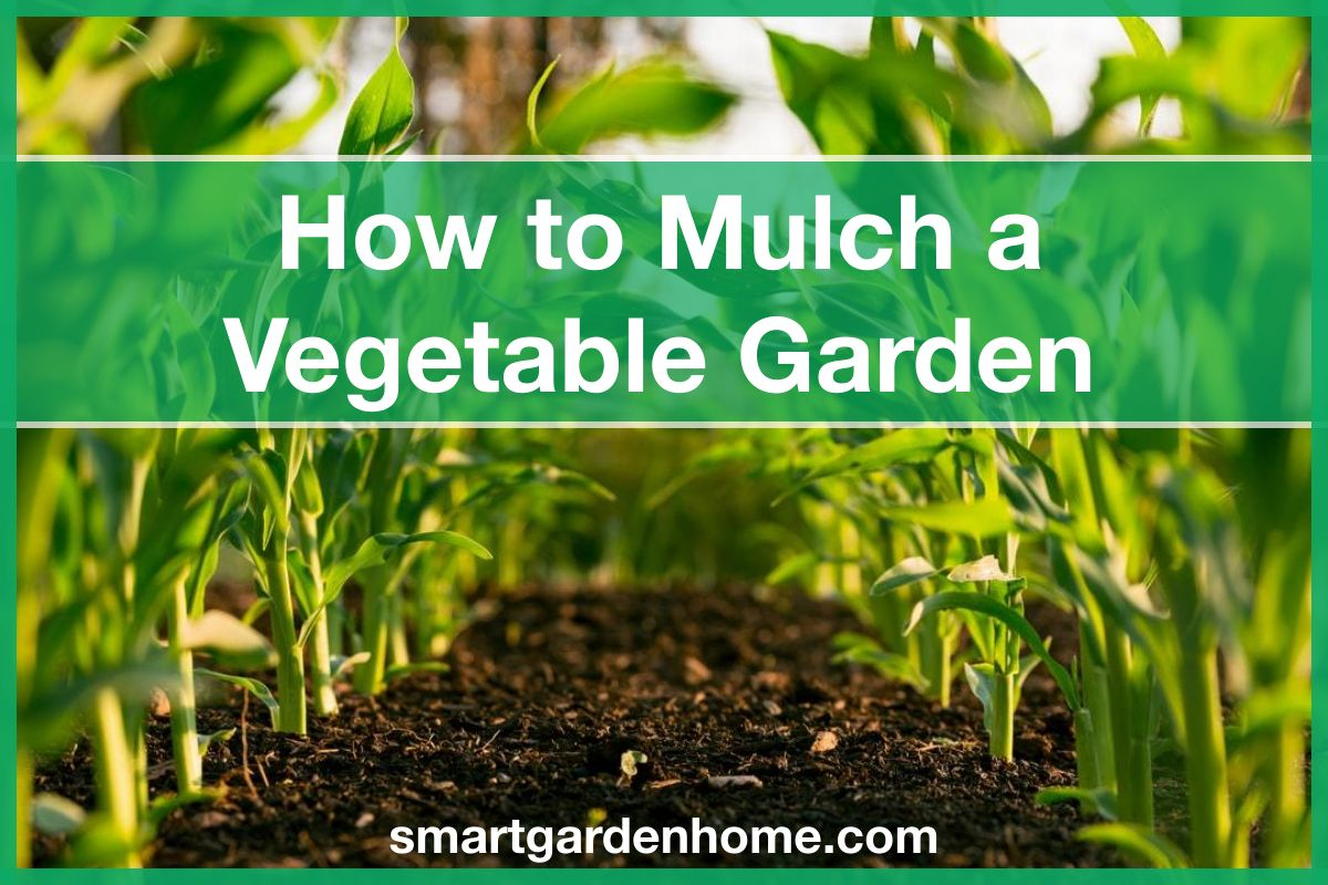How to Mulch a Vegetable Garden