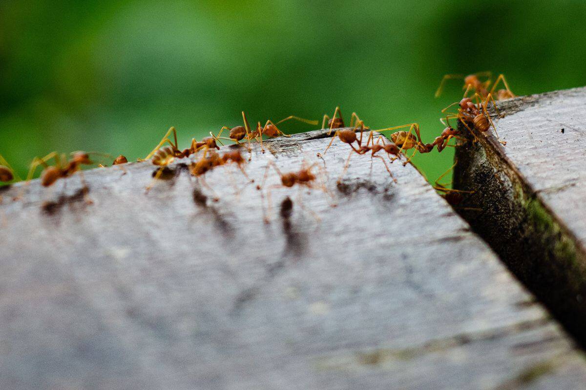 How to Prevent Ants From Entering the Greenhouse