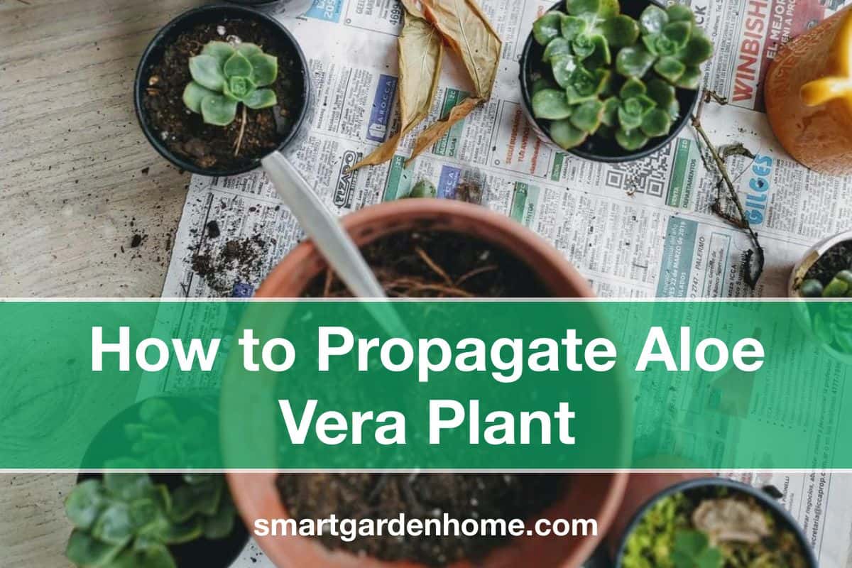 How to Propagate an Aloe Plant