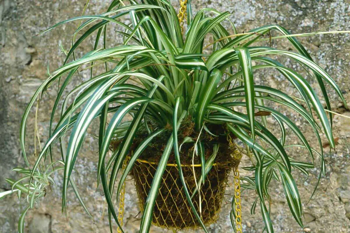 How to Propagate Spider Plant in Soil