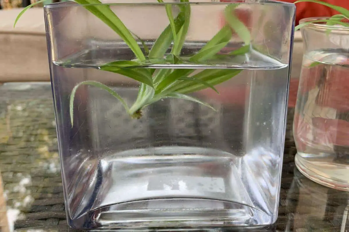 How to Propagate Spider Plants in Water