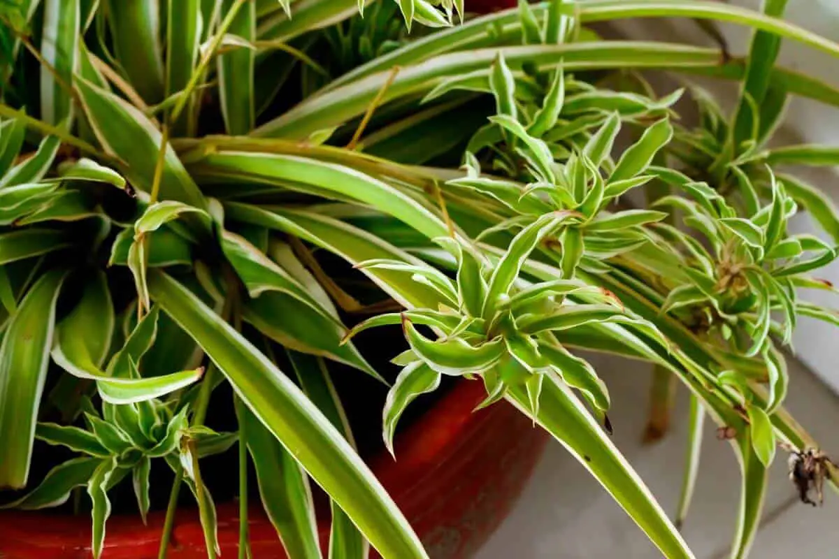 How to Propagate Spider Plants while still Attached