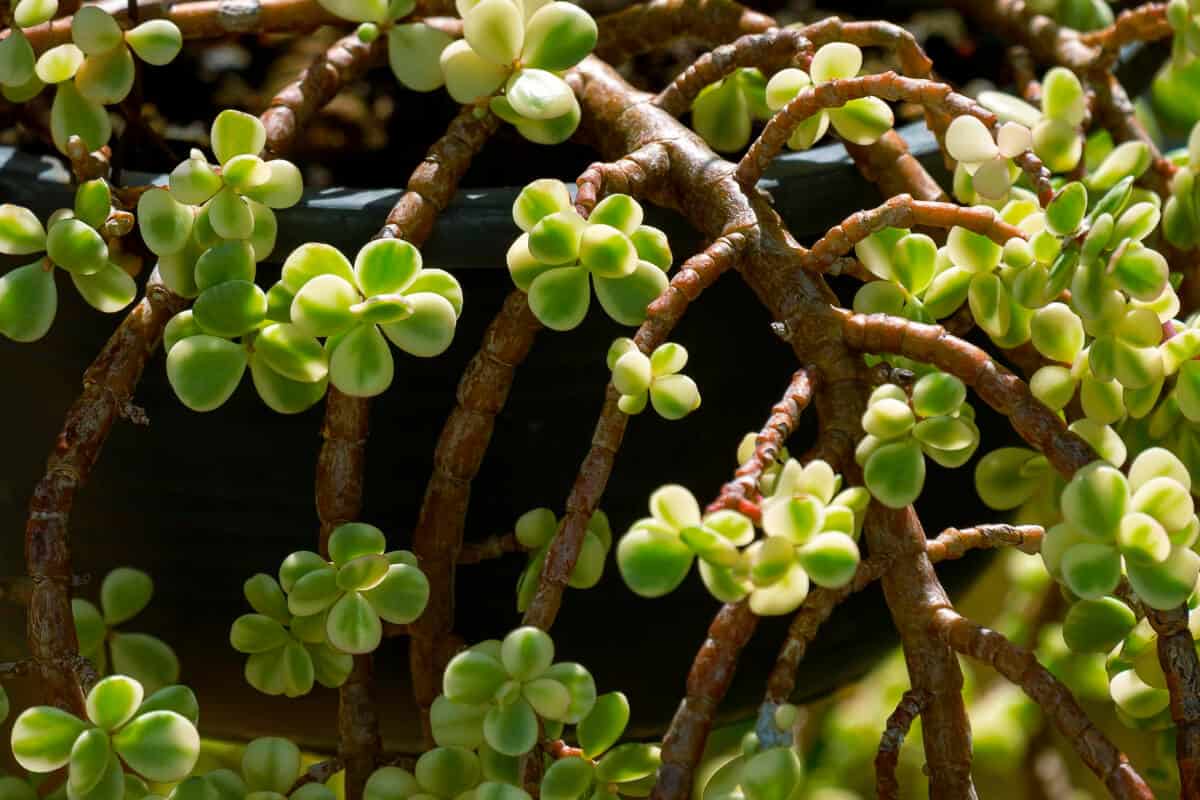 How to Prune a Leggy Jade Plant