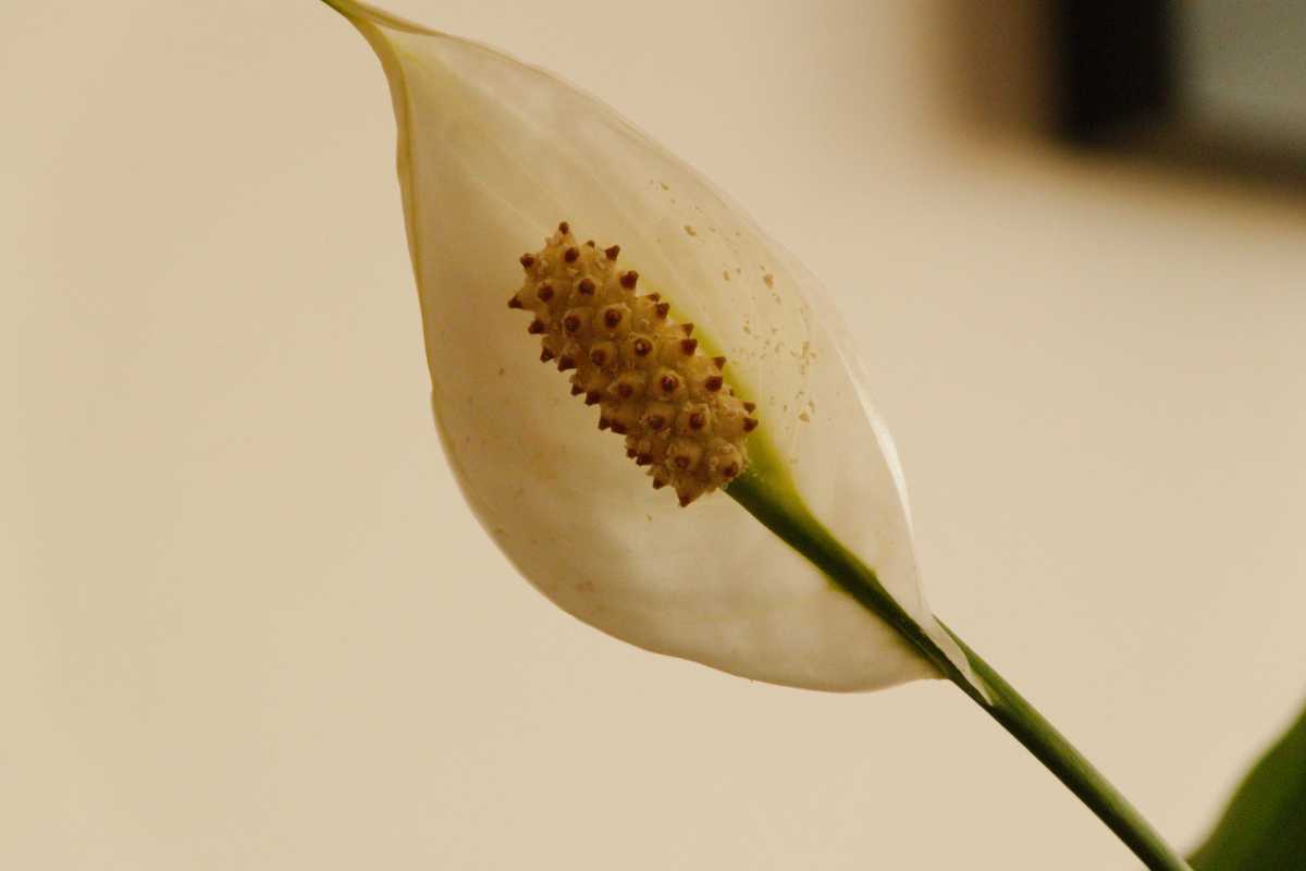 A peace lily flower displaying its white spathe and central spadix, which is dotted with numerous small, protruding yellowish structures. 