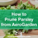 How to Prune Parsley From AeroGarden