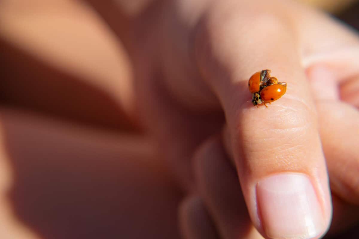 How to Release Ladybugs