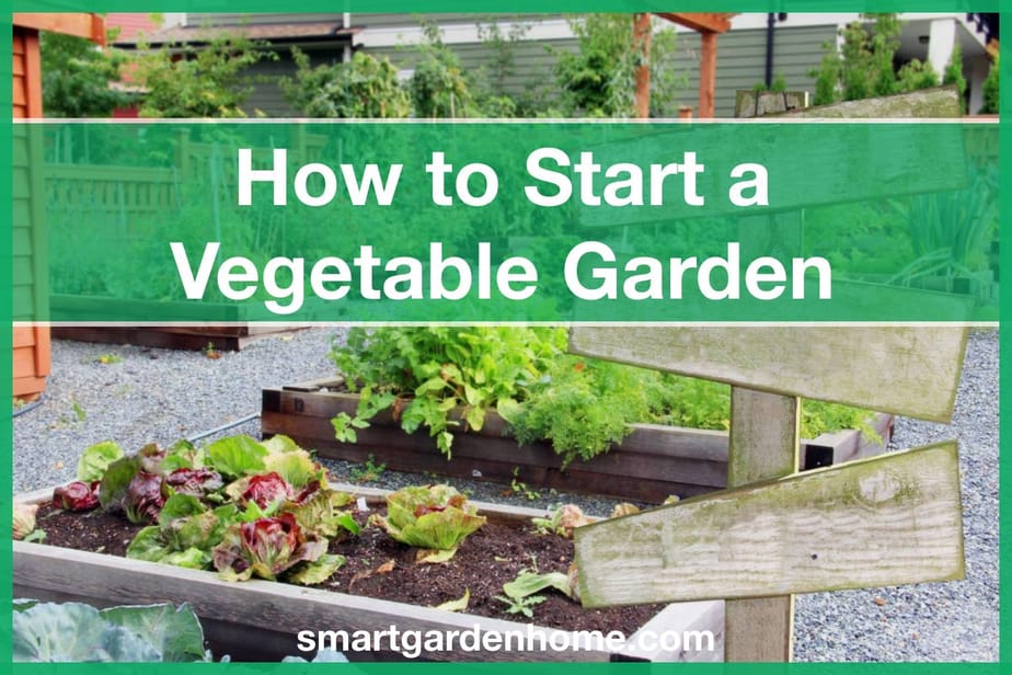 How To Start A Vegetable Garden For Beginners - Smart Garden And Home