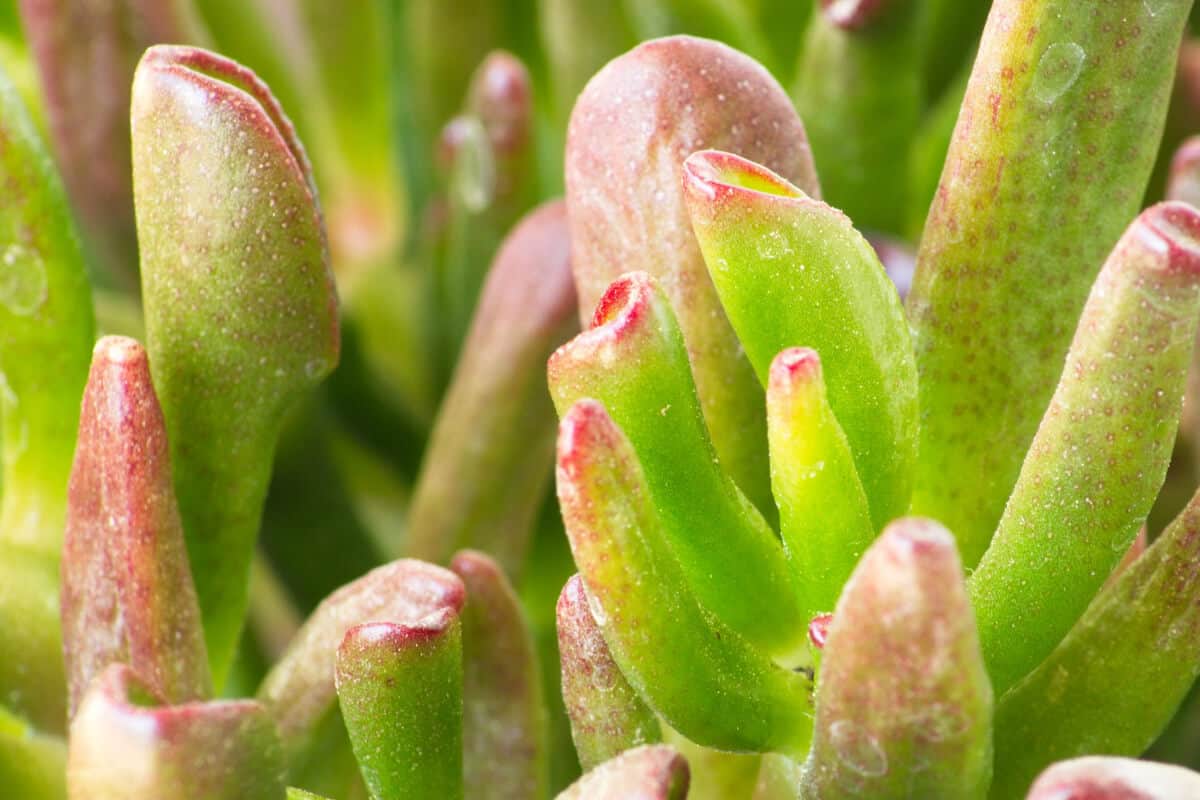 Humidity and Watering ET's Fingers Jade Plant