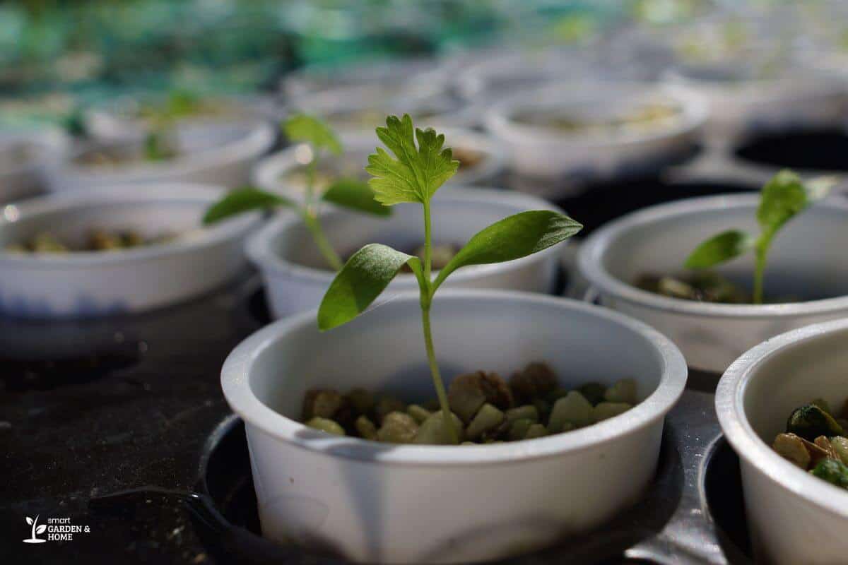 Growing Cilantro Hydroponics with Pebbles