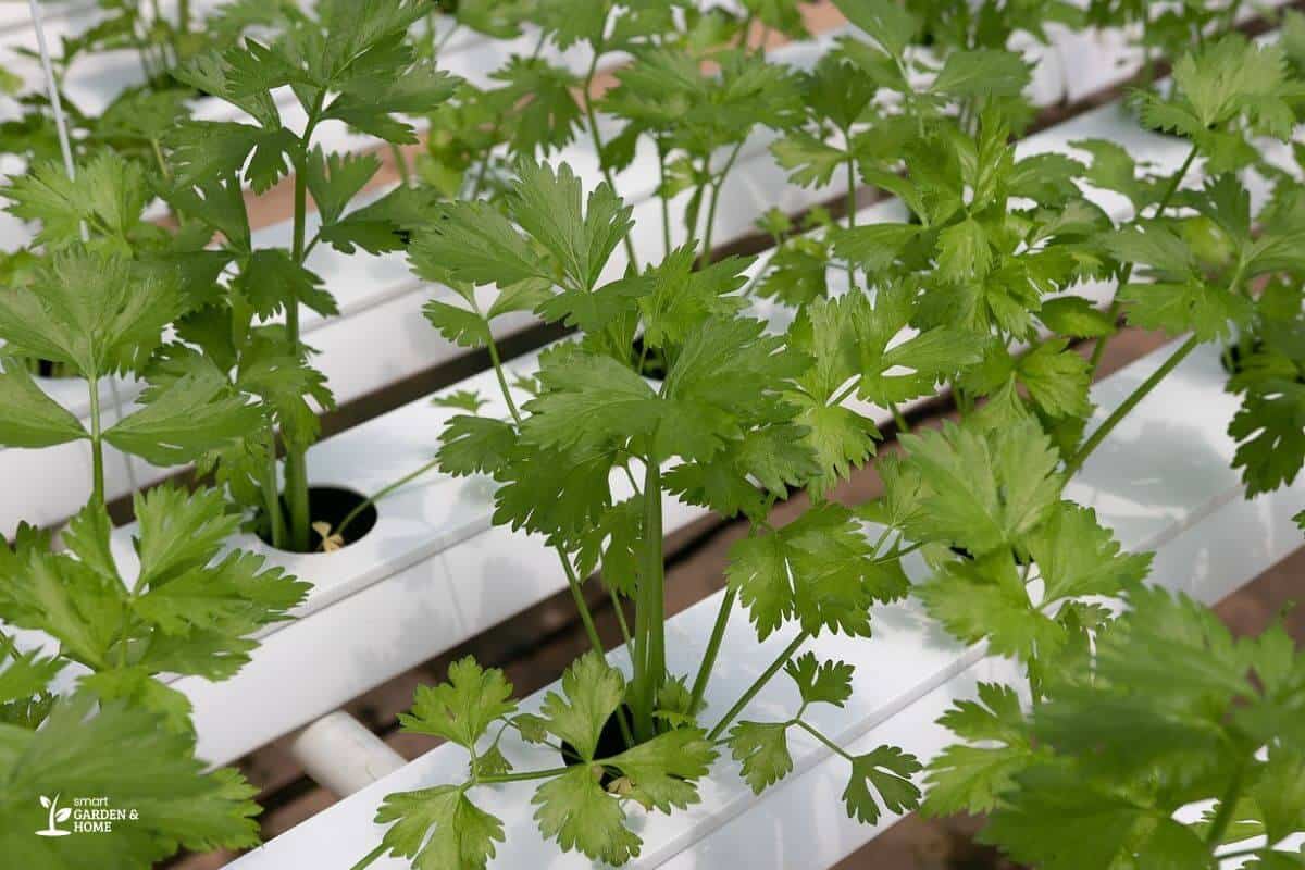 Hydroponic Cilantros in a Hydroponic System