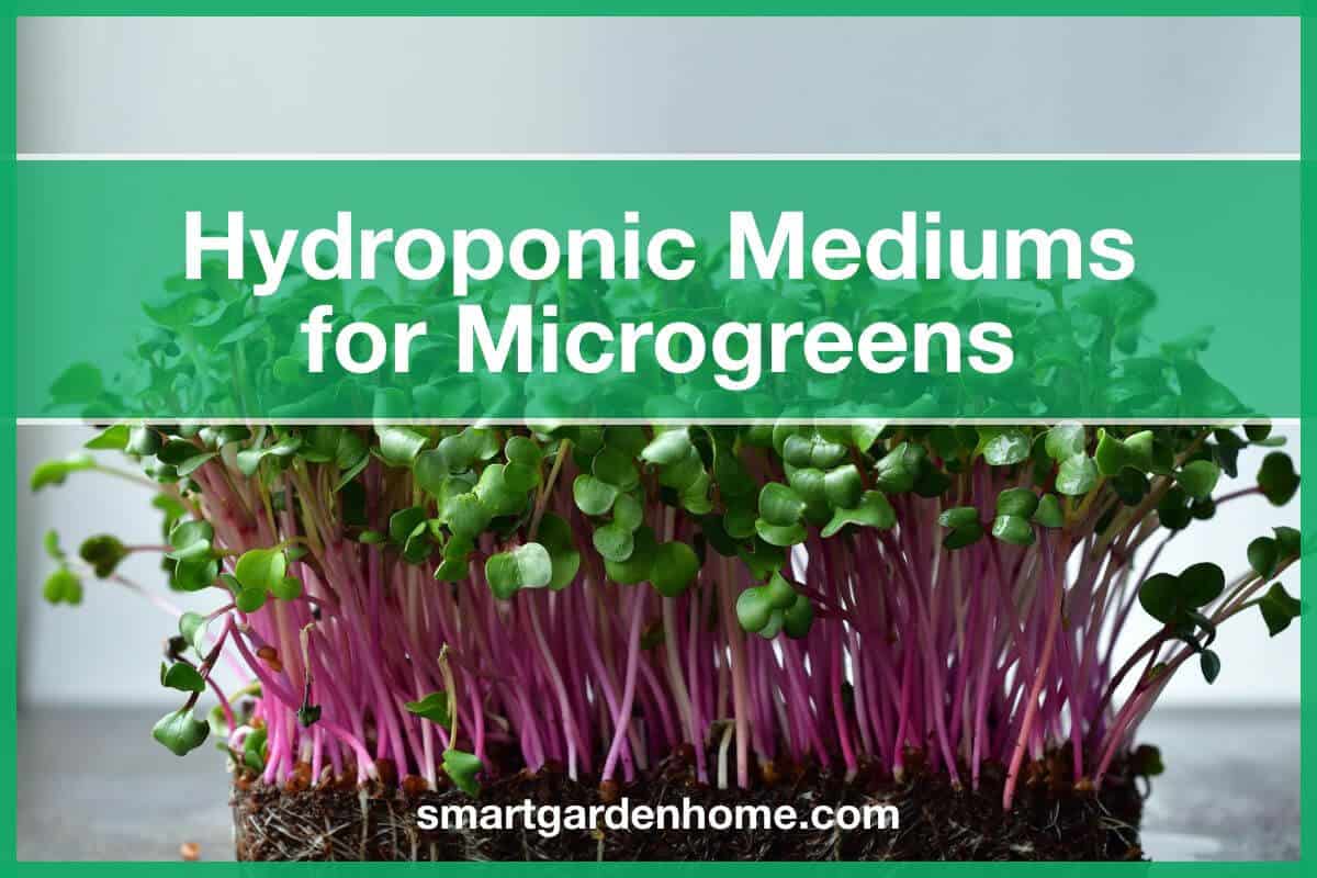 Hydroponic Growing Mediums for Microgreens