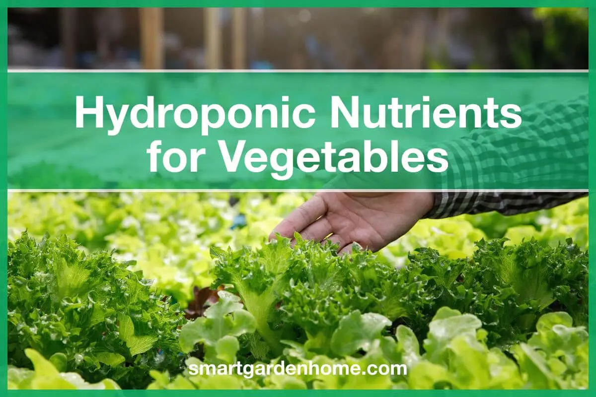 Hydroponic Nutrients for Vegetables