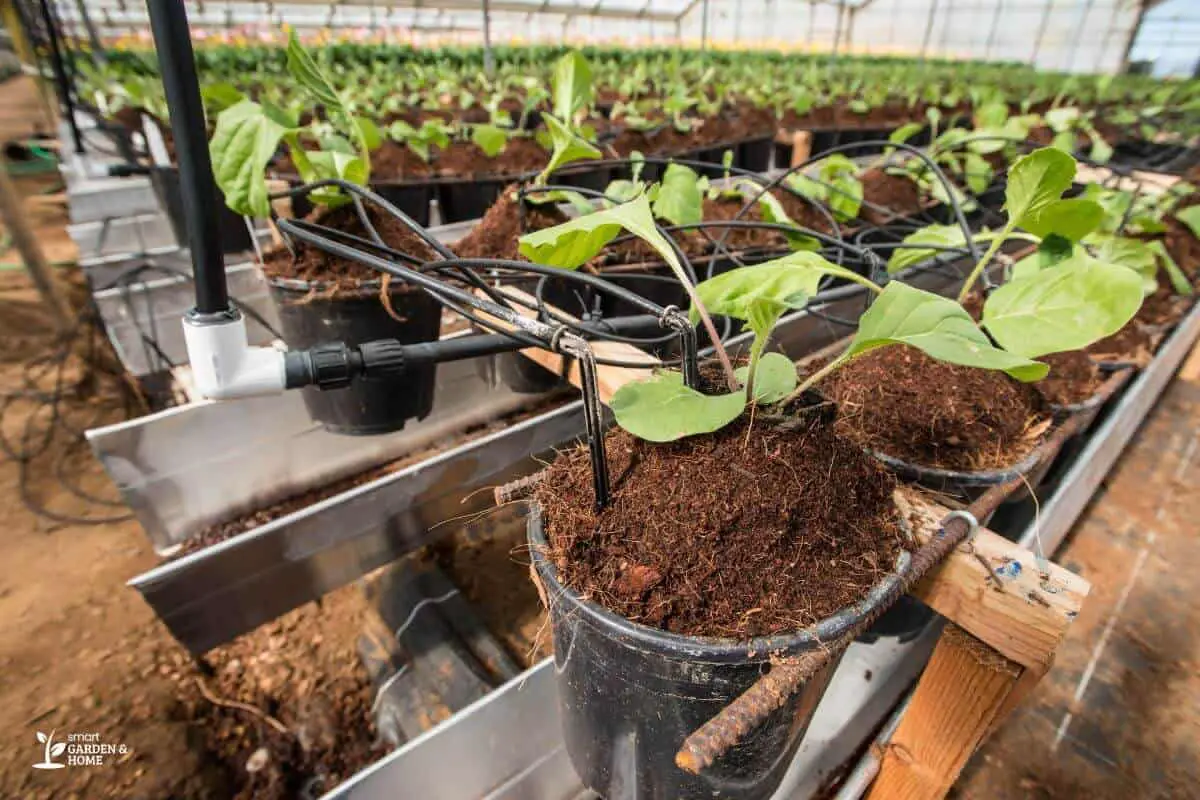 Hydroponic Plants Growing On Cocopeat