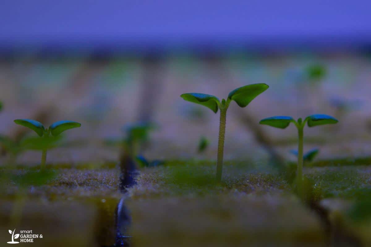 Young green seedlings emerging from a moist, brownish hydroponic rockwool substrate under a cool blue light.