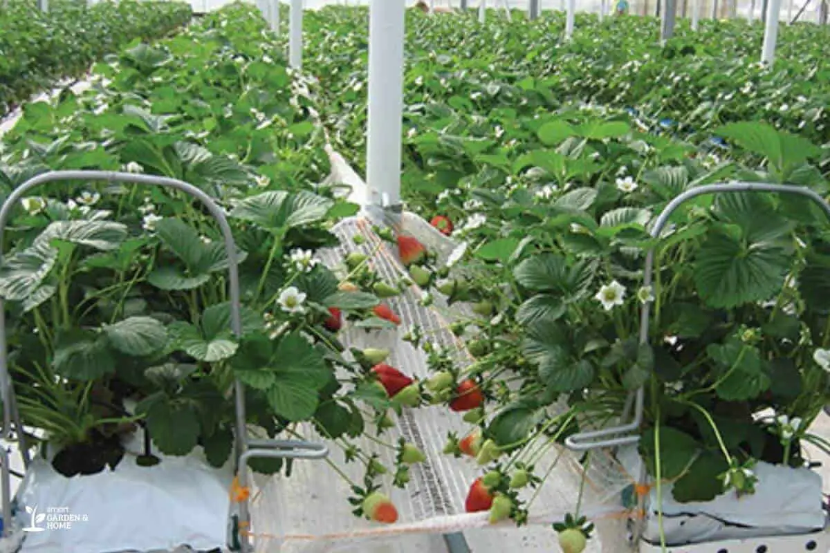 Hydroponic Strawberries On A Hydroponic System With Cocopeat