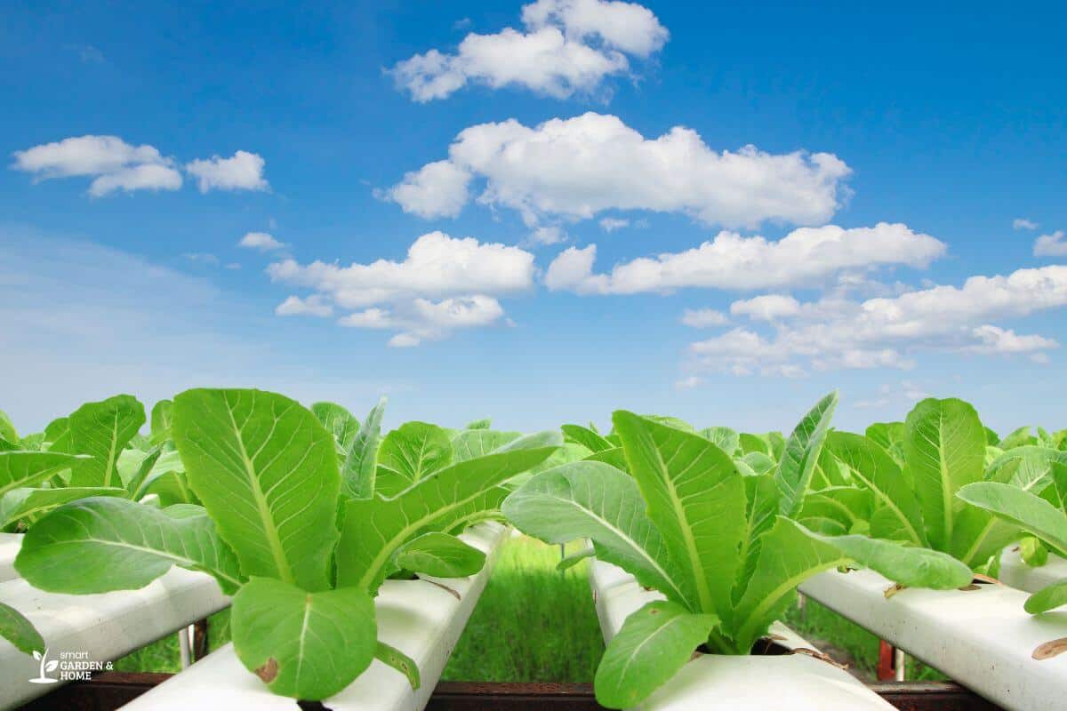 Hydroponic System and Plants Exposed to Fresh Air