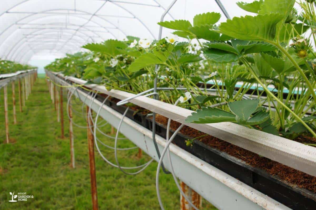 Hydroponic System With Cocopeat As Base