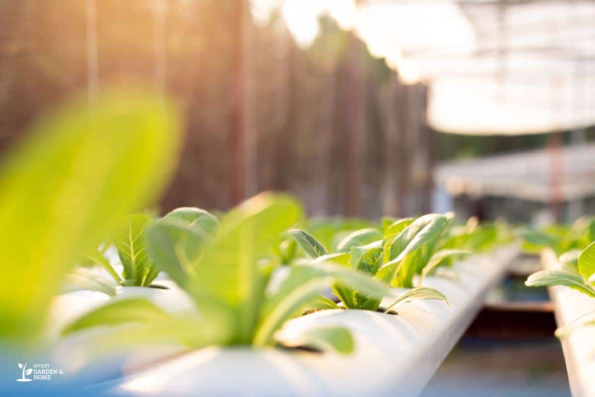 Hydroponic System With Direct Sunlight