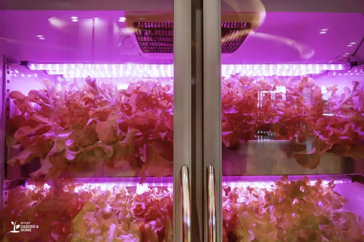 Hydroponic System using Pink Grow Lights
