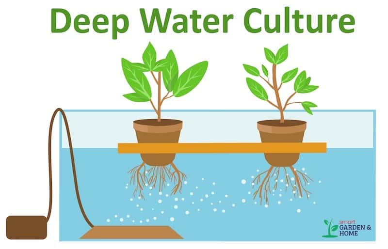 Hydroponic Deep Water Culture System