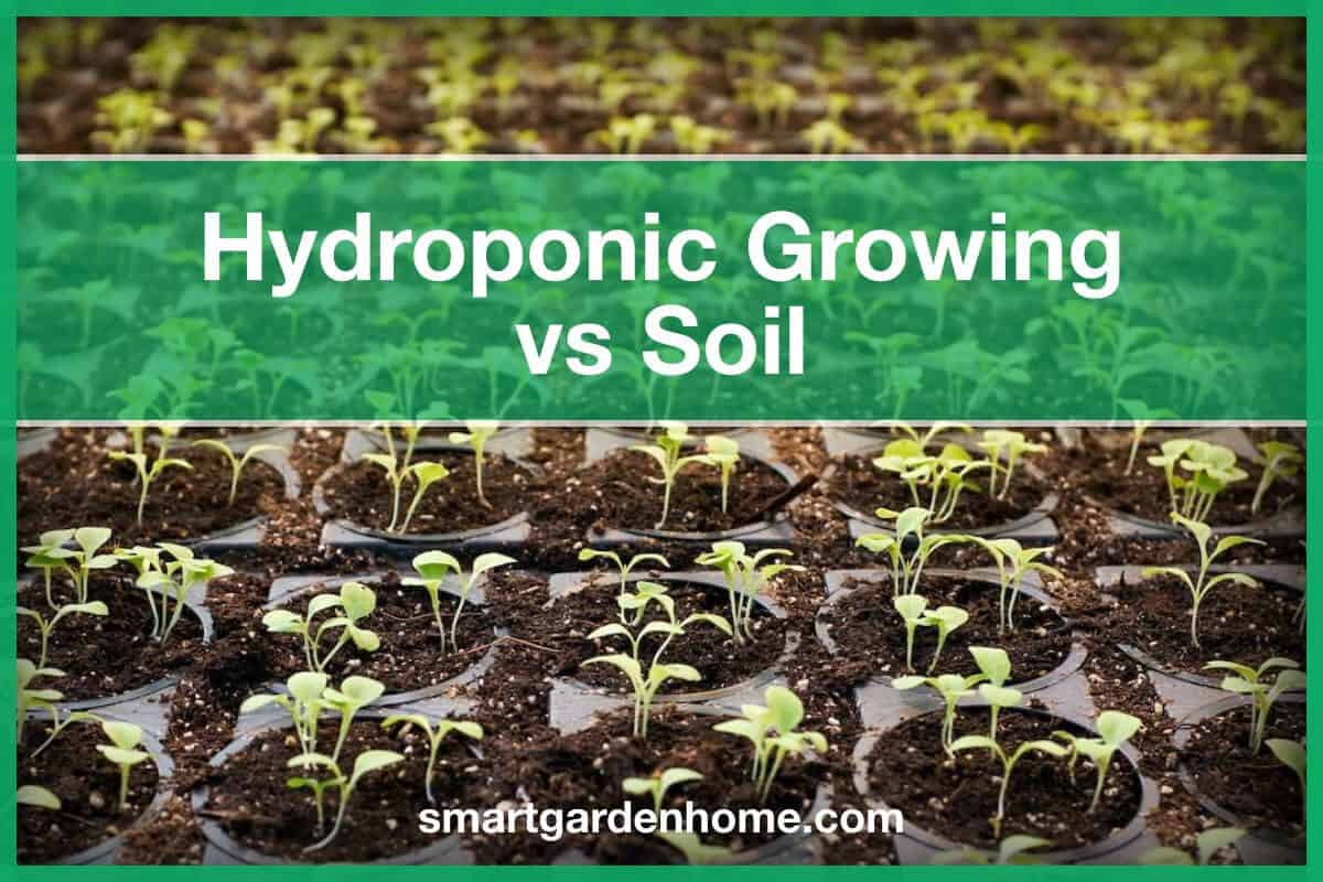 Hydroponic Growing Vs Soil 11 Key Differences Smart Garden And Home