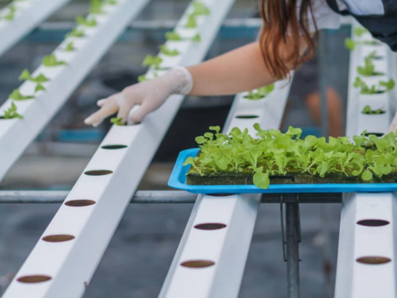 Hydroponics Plants Growing Medium