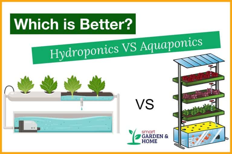Hydroponics vs Aquaponics - Which is the Best?