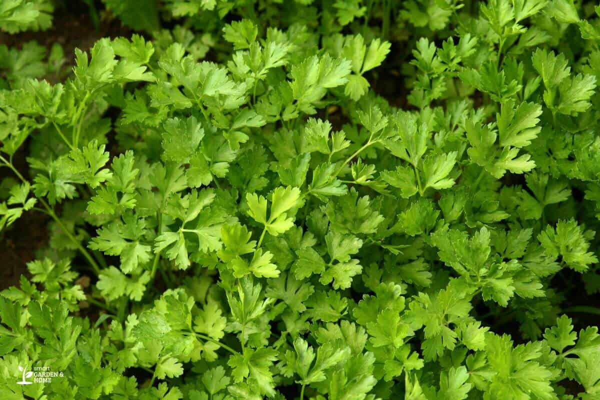 Hydroponic Cilantro Leaves