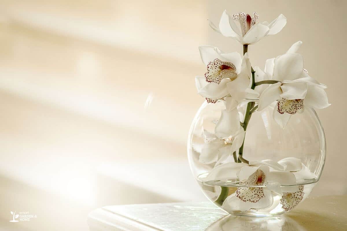 Hydroponic Orchids in a Glass Vase with Water