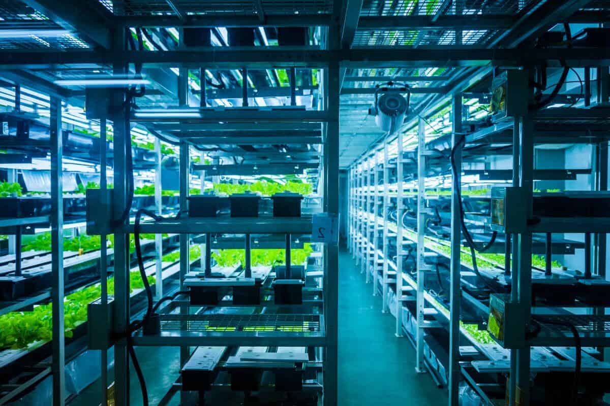 Indoor Hydroponic System Lighting