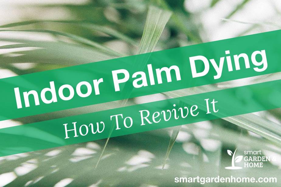 indoor-palm-tree-dying-and-how-to-revive-it-smart-garden-and-home