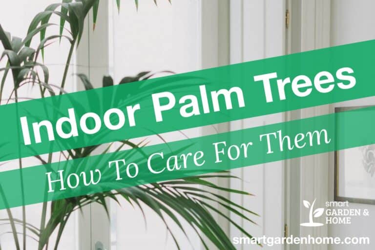 How to Grow and Care for Indoor Palm Trees - Key Tips