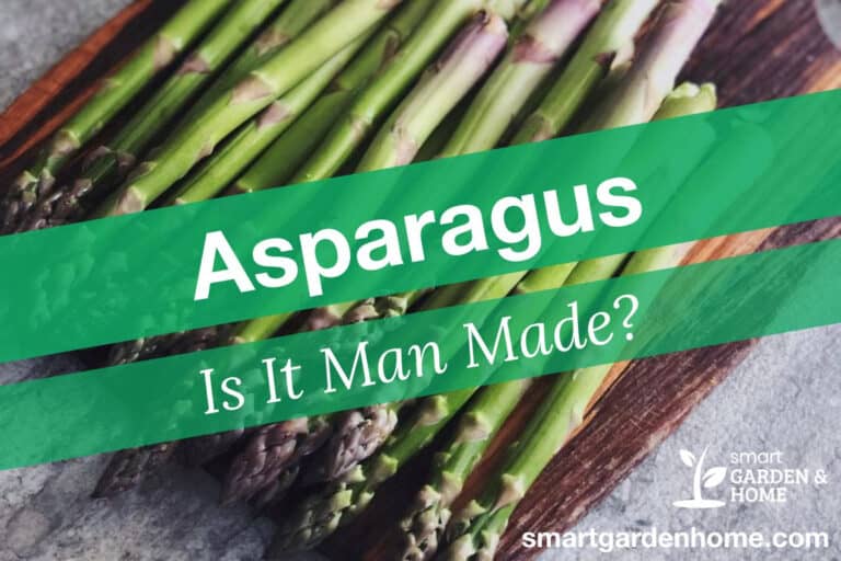 Is Asparagus Man Made?