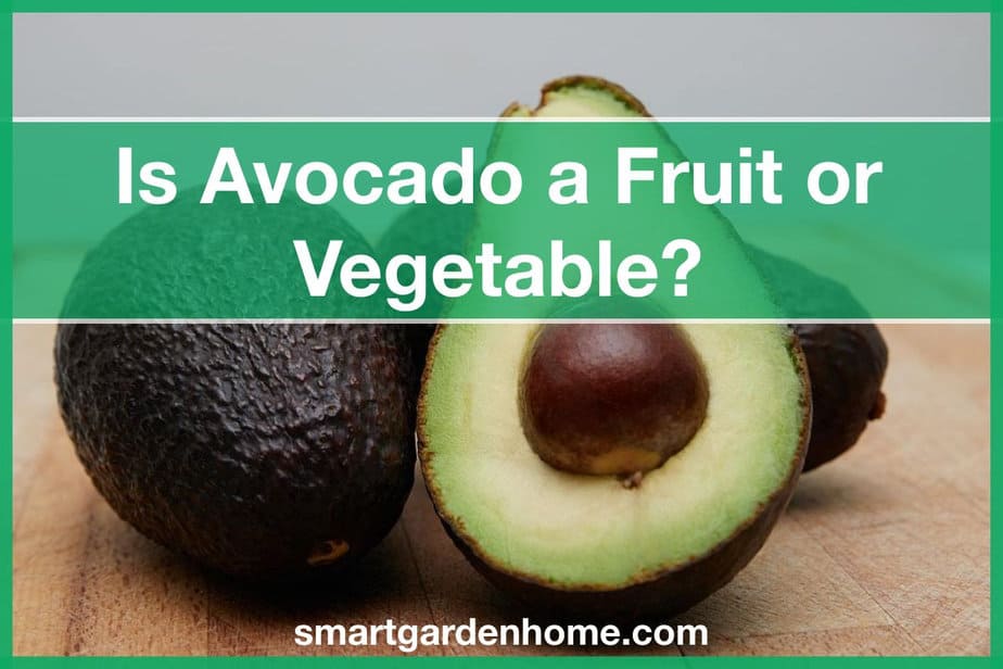 Is Avocado A Fruit Or Vegetable Plus Health Benefits Smart Garden   Is Avocado Fruit Or Vegetable 