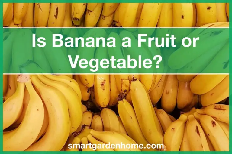 Is Banana a Fruit or Vegetable?