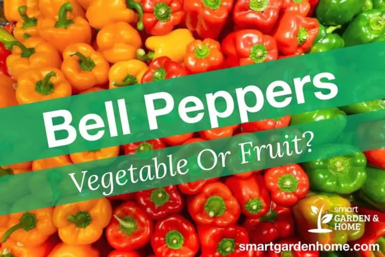 Is Bell Pepper a Vegetable or Fruit