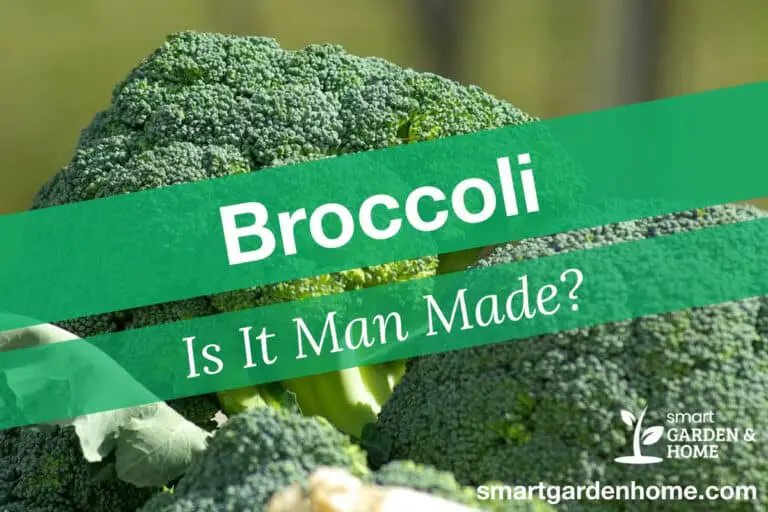 Is Broccoli Man Made?