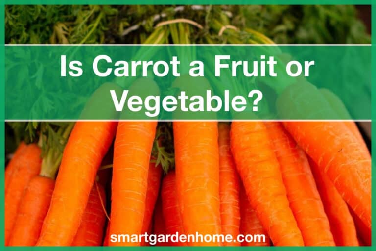 Is Carrot Fruit or Vegetable?