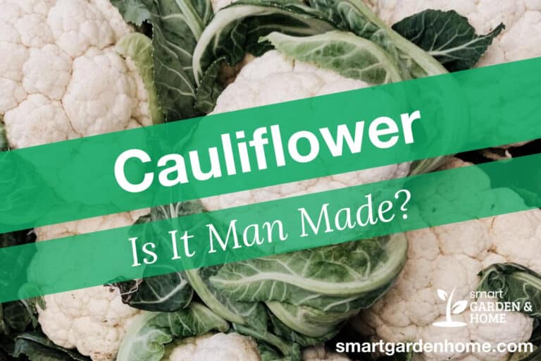 Is Cauliflower Man Made?