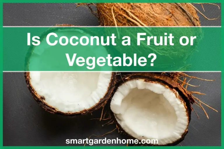 Is Coconut a Fruit or Vegetable?