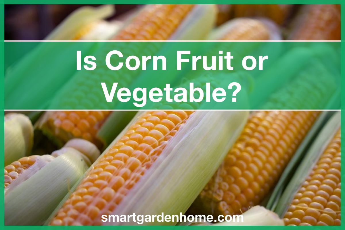 Is Corn A Fruit Or Vegetable? Smart Garden And Home