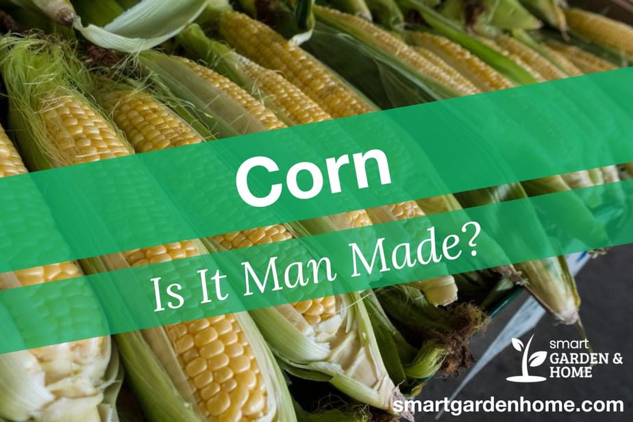 corn-natural-man-made-or-bit-of-both-the-surprising-answer-smart