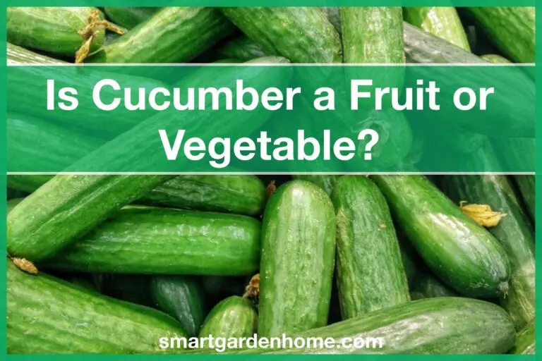 Is Cucumber a Fruit or Vegetable?