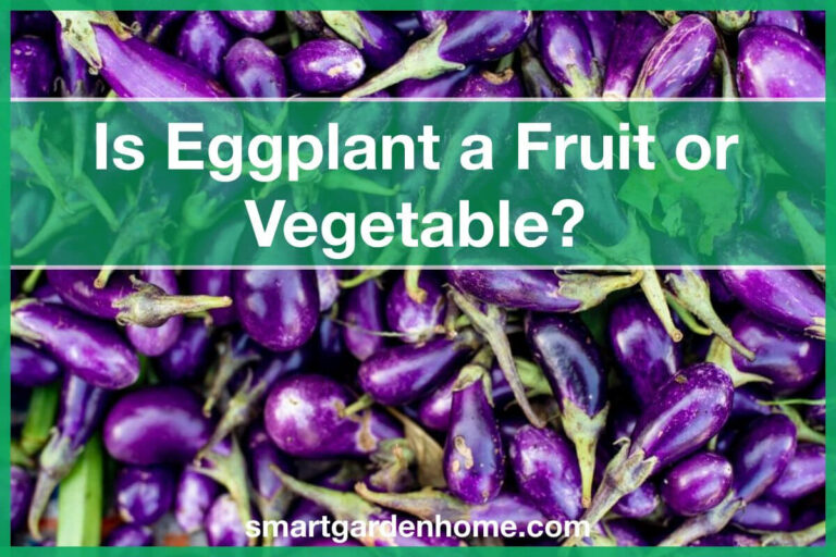 Is Eggplant Fruit Or Vegetable?