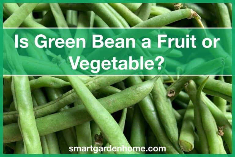 Is Green Bean a Fruit or Vegetable?