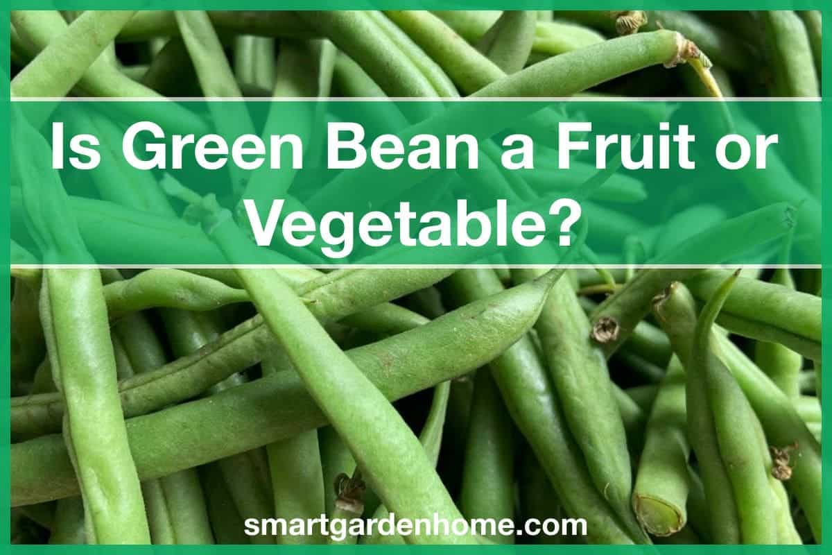 Green Bean Question Settling The Fruit Or Vegetable Debate Smart