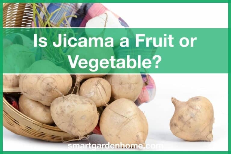 Is Jicama a Fruit or Vegetable